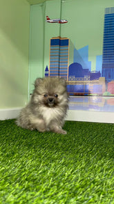 Teacup Male Pomeranian